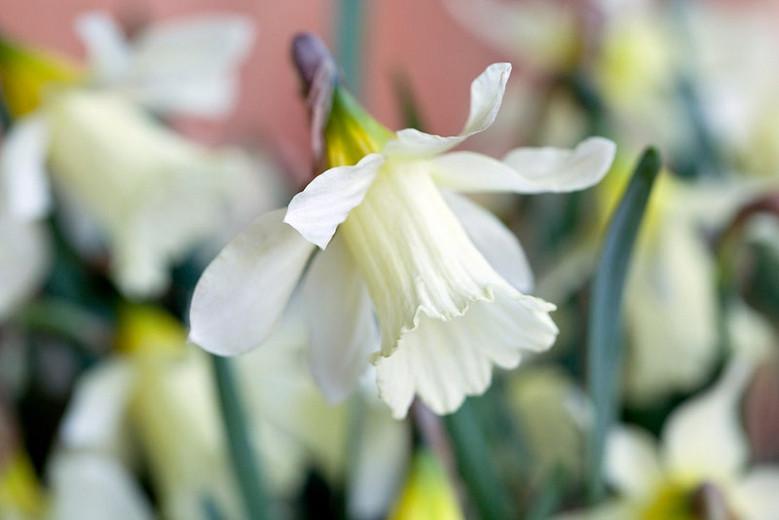 Daffodil 'W.P. Milner', Trumpet Daffodil 'W.P. Milner', Narcissus 'Mr Milner', Narcissus 'Mr W.P. Milner', Narcissus 'Mr. Milner', Trumpet Daffodil, Spring Bulbs, Spring Flowers